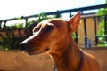 Young specimen puppy dog Ã¢â¬â¹Ã¢â¬â¹breed. pet in the terrace of the house where he lives proud. female zwerg pinscher red or brown